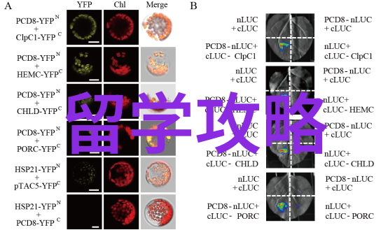 英国梦想起航大学留学咨询指南